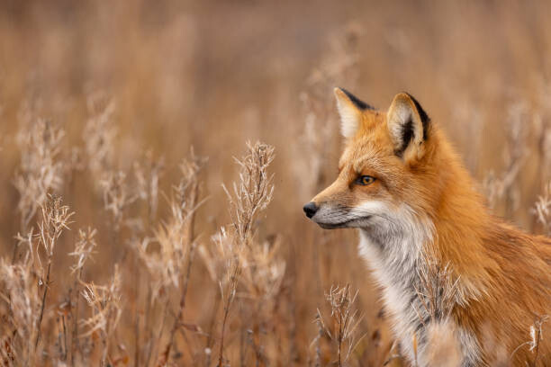 Obraz na plátně Close-up of red fox on field,Churchill,Manitoba,Canada