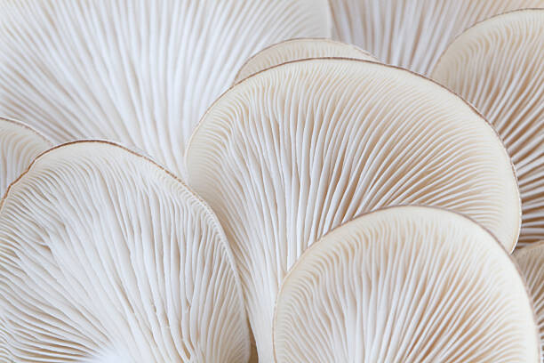Obraz na plátně Close up of white colored Oyster mushroom