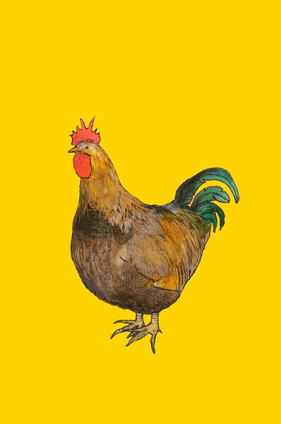 Obraz na plátně Cockerel