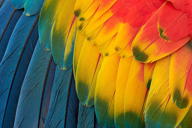 Obraz na plátně Colorful Macaw Plumage