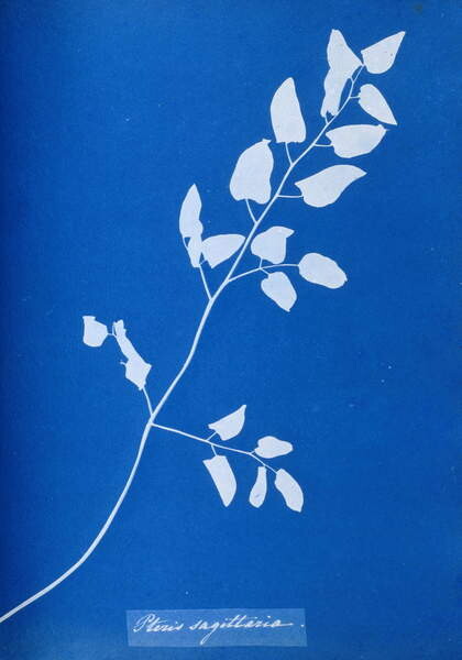 Obraz na plátně Cyanotype of Pteris sagittaria, 1853