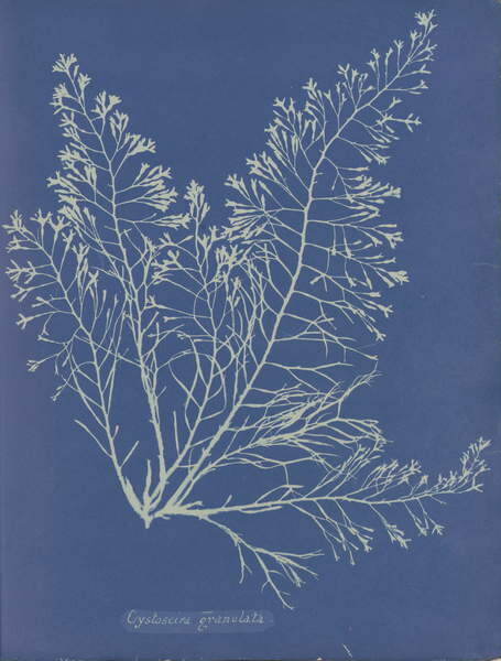 Obraz na plátně Cystoseira granulata from Photographs of British Algæ