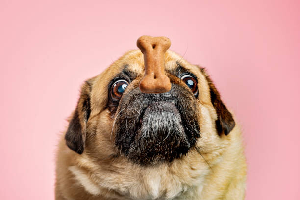 Obraz na plátně Dog being teased with a biscuit