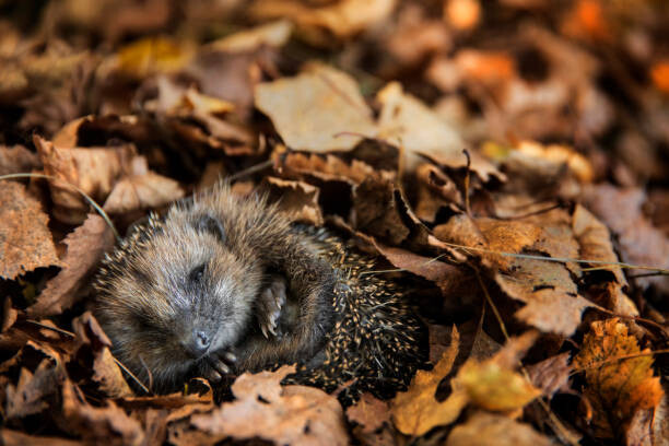 Obraz na plátně European hedgehog  is sleeping in