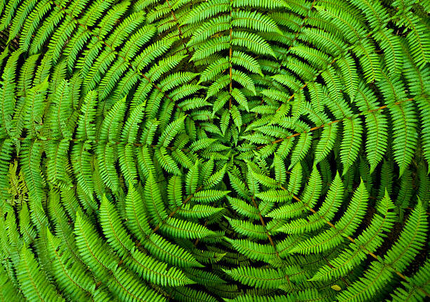 Obraz na plátně Fern Circle Background