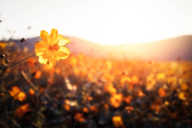 Obraz na plátně Golden flowers on a field next to hills