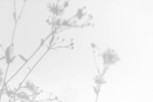 Obraz na plátně Gray shadows of grass and flowers on white wall