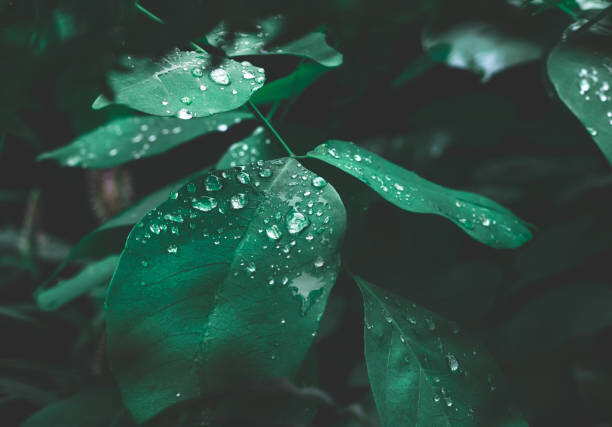 Obraz na plátně Green leaf with dew on dark nature background.