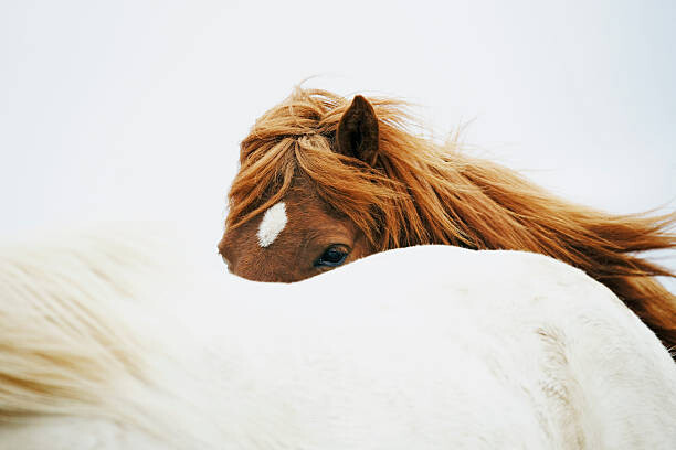 Obraz na plátně Horses