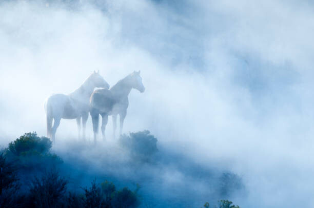 Obraz na plátně Horses