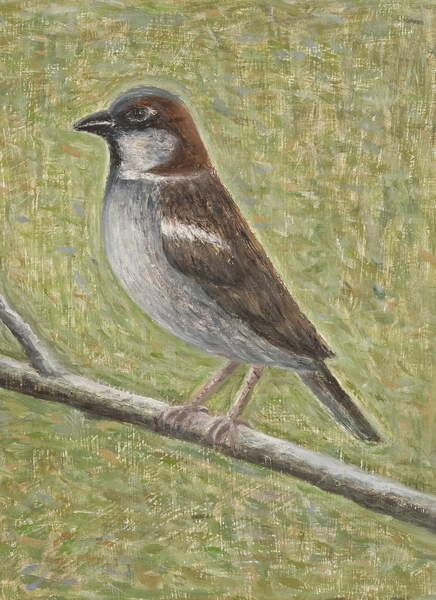 Obraz na plátně House Sparrow, 2008