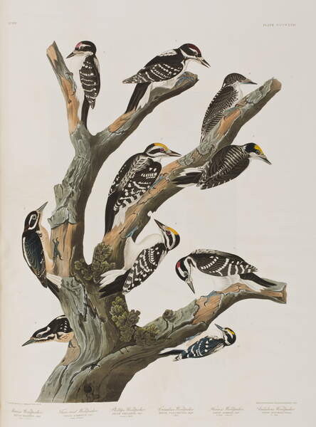 Obraz na plátně Illustration from 'Birds of America', 1827-38