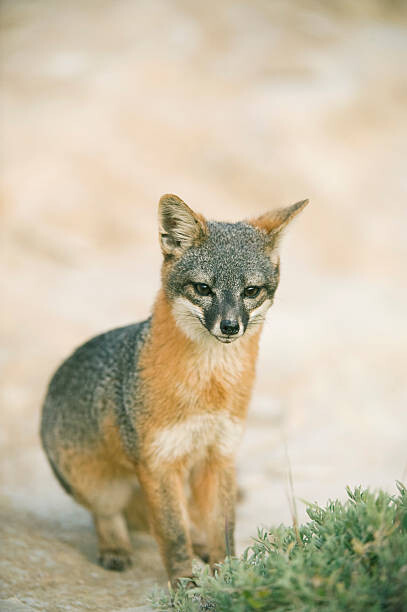 Obraz na plátně Island Fox (Urocyon littoralis)