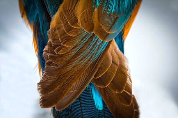 Obraz na plátně Kingfisher Wing Detail Background Structure Feather