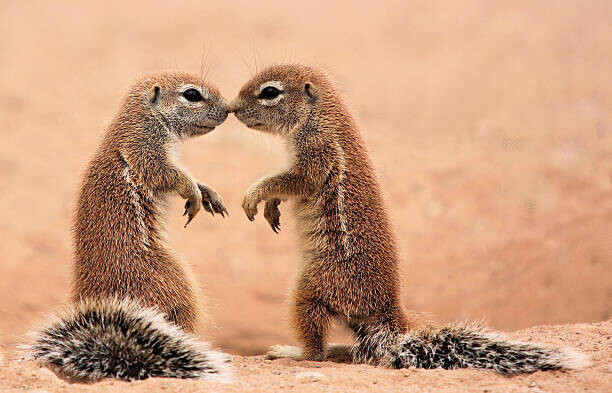 Obraz na plátně Kissing ground Squirrels