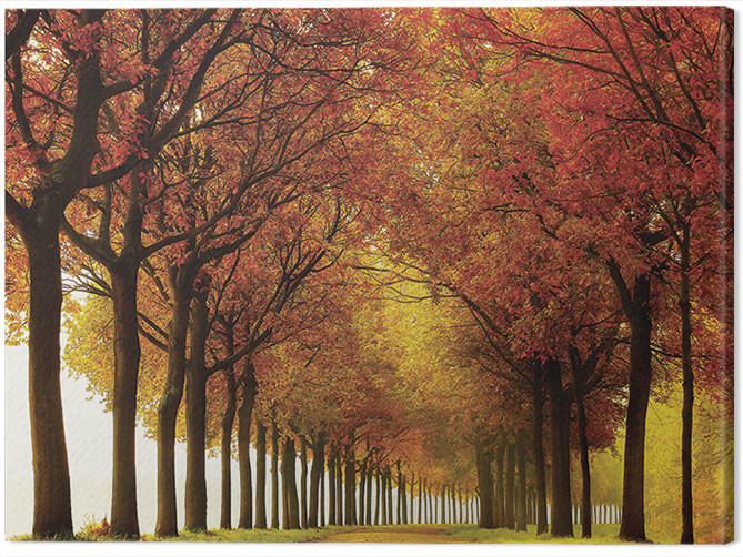 Obraz na plátně Lars Van De Goor - So Full