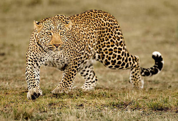 Obraz na plátně Leopard