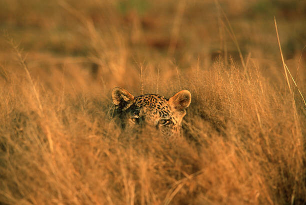 Obraz na plátně Leopard (Panthera pardus) hiding in grass, Africa