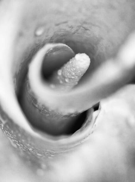 Obraz na plátně Lily flower