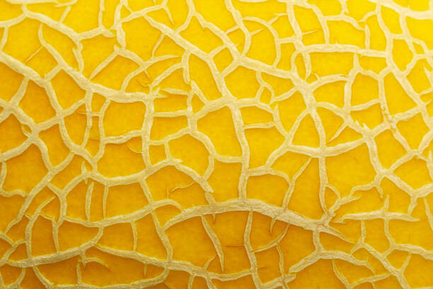 Obraz na plátně melon texture background close up macro