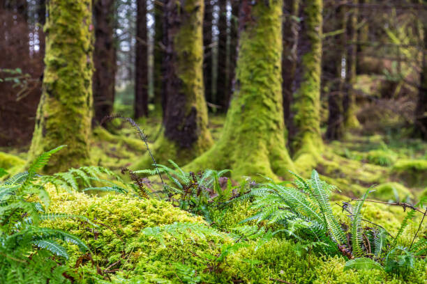 Obraz na plátně Moss and ferns at old forest