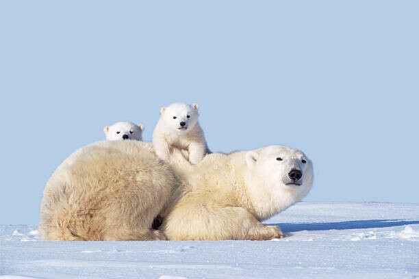 Obraz na plátně MOTHER POLAR BEAR WITH CUBS, CANADA