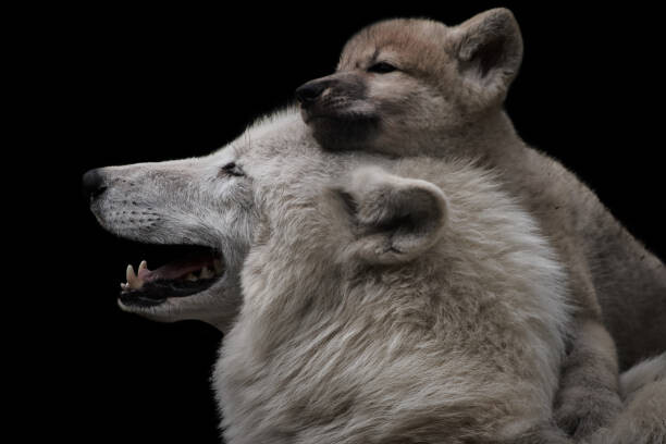 Obraz na plátně Mother's love between arctic wolf and