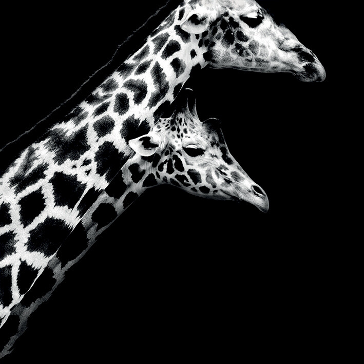 Obraz na plátně Nicolas Evariste - In Love II