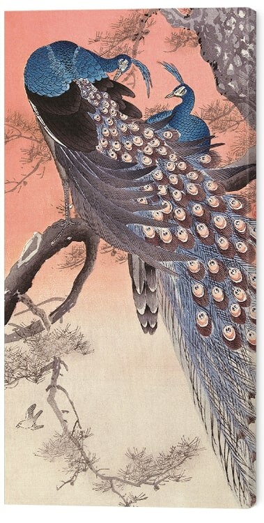 Obraz na plátně Ohara Koson - Two Peacocks on Tree Branch