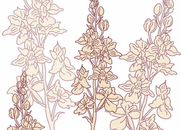 Obraz na plátně Orchid, 2017,