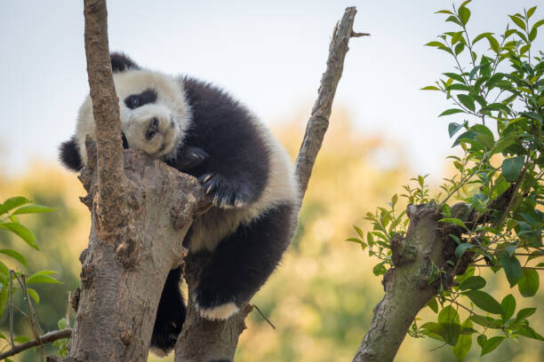 Obraz na plátně Panda cub sleeping in a tree