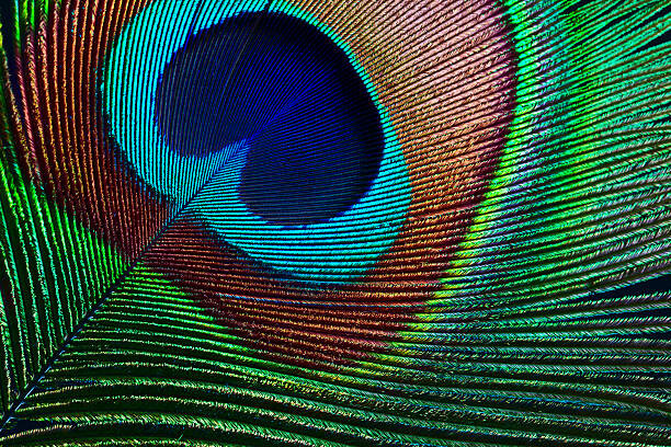 Obraz na plátně Peacock feather
