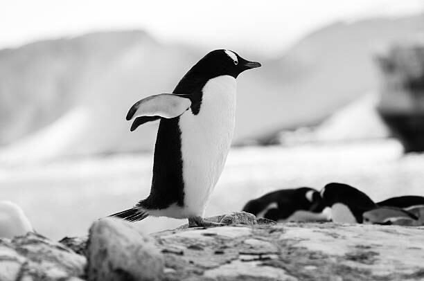 Obraz na plátně Penguin