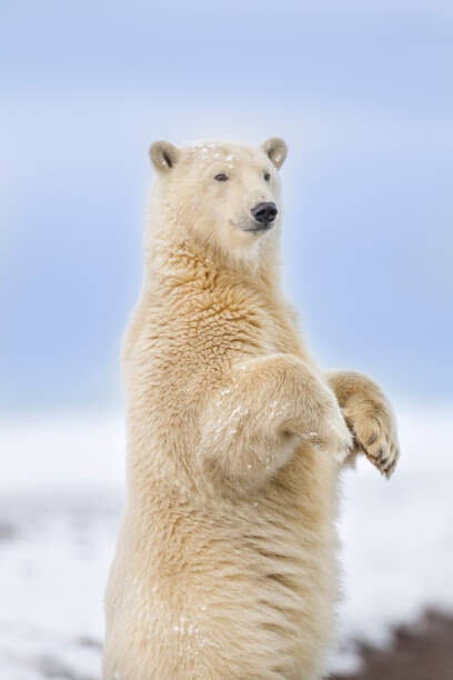 Obraz na plátně Polar bear standing