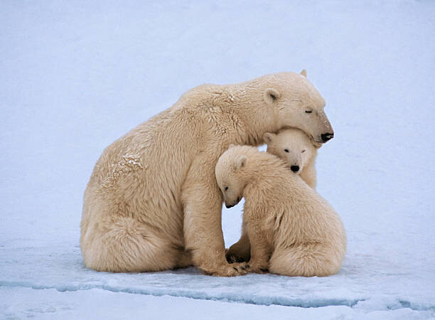 Obraz na plátně Polar bear with twin cubs (Ursus maritimus)