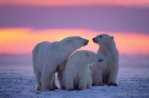 Obraz na plátně Polar bear with yearling cubs