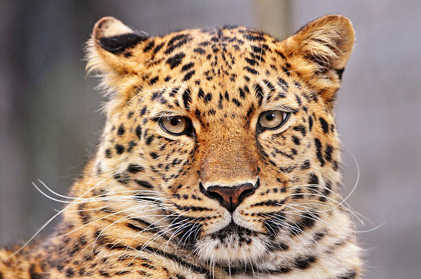 Obraz na plátně Portrait of Amur leopard