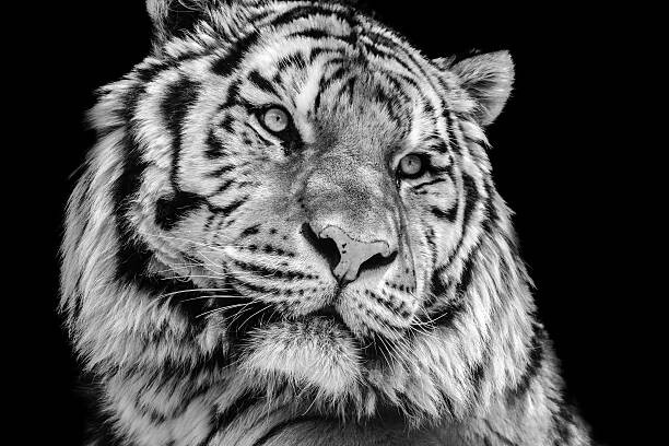 Obraz na plátně Powerful high contrast black and white tiger face