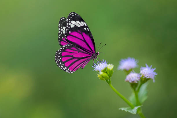 Obraz na plátně Purple Butterfly on flowers