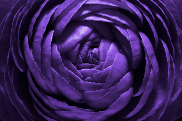 Obraz na plátně Purple Flower Macro Shot