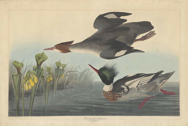 Obraz na plátně Red-breasted Merganser, 1838