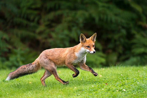 Obraz na plátně Red fox cub running