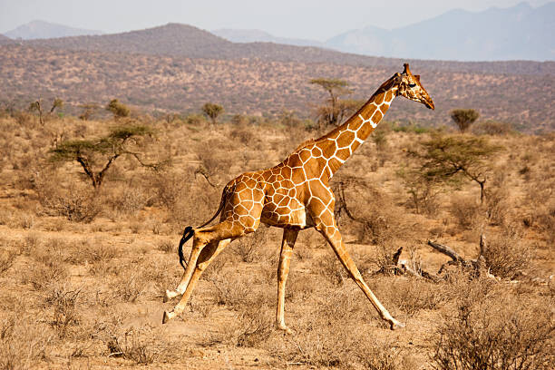 Obraz na plátně Reticulated Giraffe, Giraffa camelopardalis reticulata, Samburu