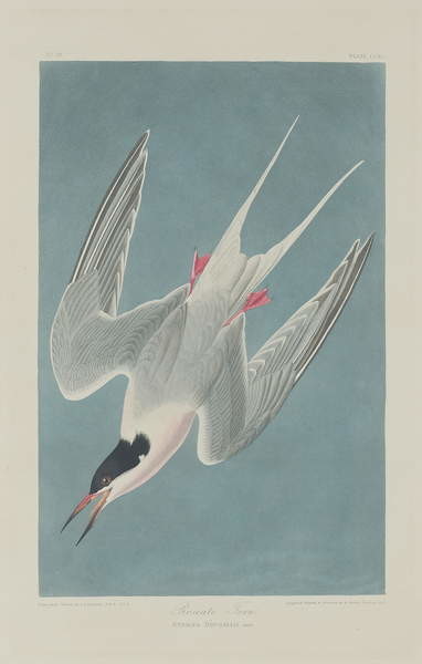 Obraz na plátně Roseate Tern, 1835