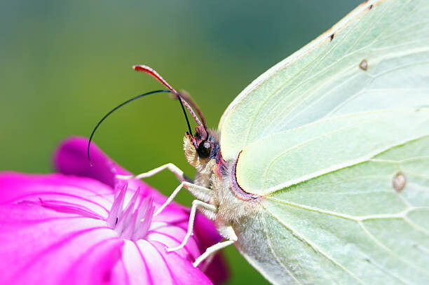 Obraz na plátně Small beauty.