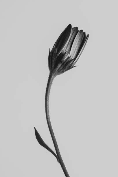 Obraz na plátně Strange and Beautiful