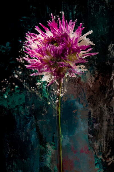 Obraz na plátně Sugarplum, 2018