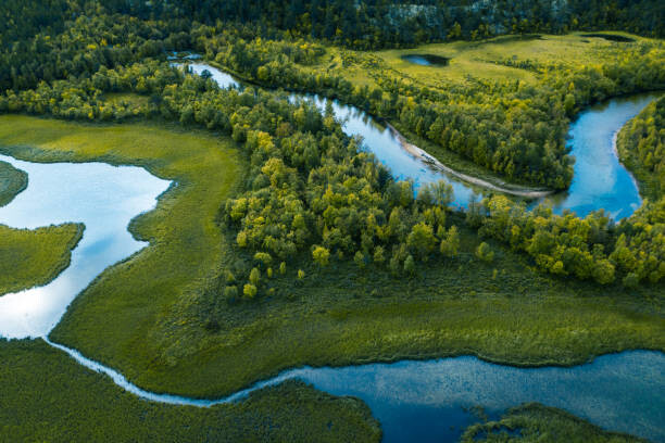 Obraz na plátně Swamp, river and trees seen from above
