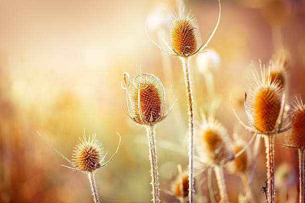 Obraz na plátně Thistle