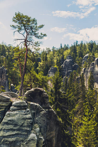 Obraz na plátně Trees growing in forest against sky,Czech Republic